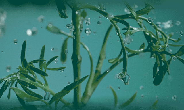 新肌水+精华露层层强韧肌肤细嫩年轻肌！AG真人国际保税直发HR赫莲娜绿宝瓶(图3)