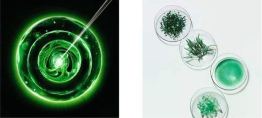 新肌水+精华露层层强韧肌肤细嫩年轻肌！AG真人国际保税直发HR赫莲娜绿宝瓶(图18)